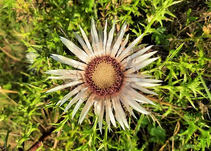 Апартаменты Gaestehaus Jaeger *